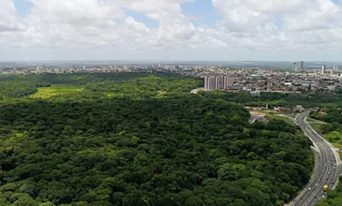 João Pessoa é mesmo a segunda cidade mais verde do mundo? O que os dados mostram no Dia da Árvore