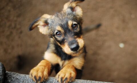 CCJ do Senado aprova aumento de penas para maus-tratos contra animais